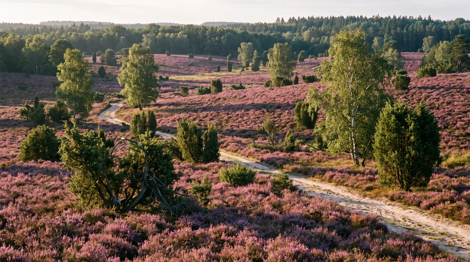 Bl&uuml;hende Heidelandschaft in der Nordheide bei Buchholz